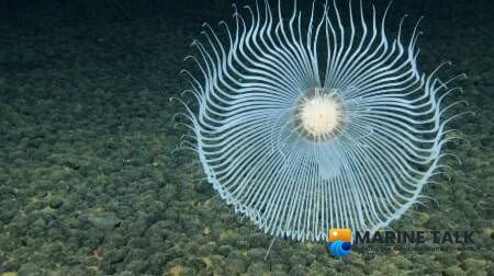 Cook Islands Seabed Explored in Successful Mapping Expedition