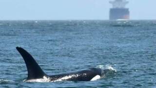 Update: Ocean Wise, Trelleborg Advance Whale Protection Through Global Navigation Software Integration