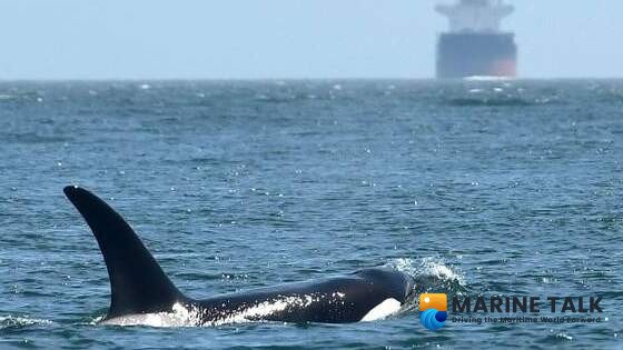 Update: Ocean Wise, Trelleborg Advance Whale Protection Through Global Navigation Software Integration