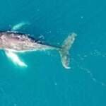 Global Treaty to Enforce Marine Protection on High Seas