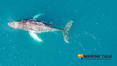 Global Treaty to Enforce Marine Protection on High Seas